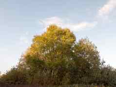 美丽的大树前面黄金叶子秋天