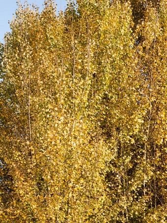 背景纹理模式金秋天叶子树
