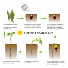 生活豆植物教育信息图形向量