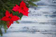 一品红花圣诞树分支机构木背景
