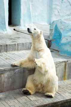 极地熊动物园