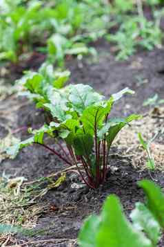 新鲜的甜菜根菠菜植物蔬菜花园地面