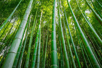 岚山竹子森林《京都议定书》日本