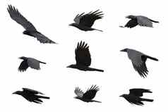集团黑色的乌鸦飞行白色背景动物黑色的