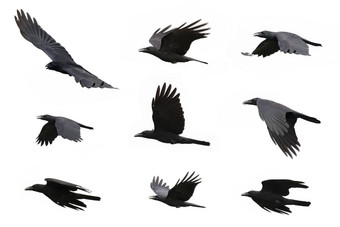 集团黑色的<strong>乌鸦</strong>飞行白色背景动物黑色的