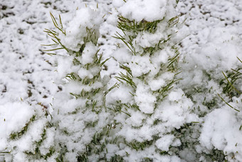 云杉分支覆盖雪参考图片