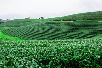 <strong>茶农</strong>场自然