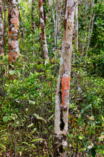 树马达加斯加热带雨林