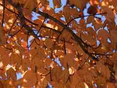橙色粉红色的秋天枫木叶子