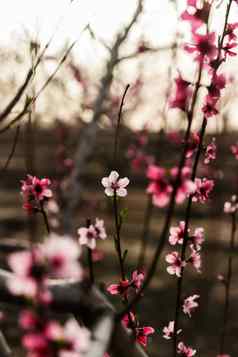 盛开的桃子花园