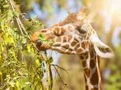 动物长颈鹿吃叶子特写镜头肖像