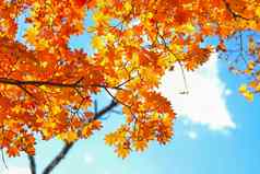 秋天季节树叶子