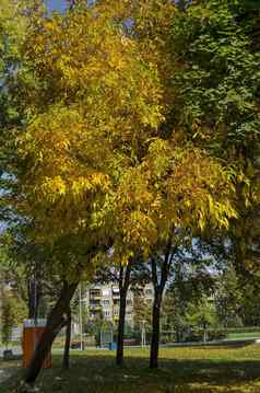 受欢迎的zaimov公园休息走秋天的黄色的树叶