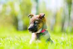 的小小狗摆姿势坐着绿色草草坪上
