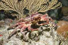 珊瑚生活水下潜水Safari加勒比海