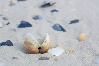 贝壳蛤沿海金沙海滩海景