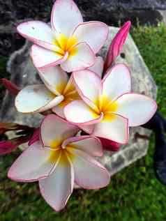 白色粉红色的plumeria花