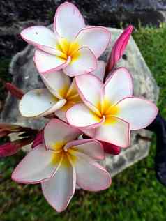 白色粉红色的plumeria花