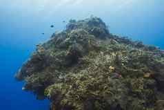 珊瑚露头深海洋