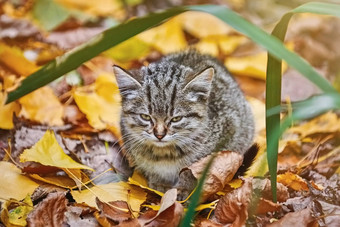 小猫草