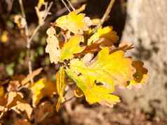 新鲜的黄色的秋天叶子树分支树叶通用的