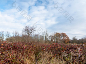 红色的死秋天叶子灌木土地草地国家自然天空树