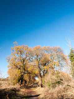 秋天大树只分支机构叶子黄色的橙色蓝色的天空局域网