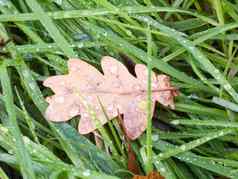 死棕色（的）秋天干橡木叶湿地板上绿色草