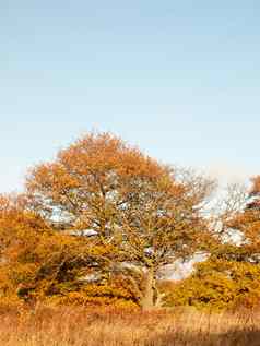 黄色的秋天树叶子背景纹理分支机构树干