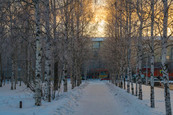 树覆盖雪天空背景