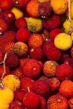 草莓树杨梅乌内多水果