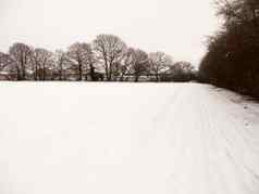 景观场覆盖雪白色天空冬天树麸皮
