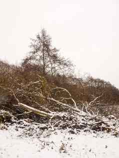 冬天国家草地景观雪覆盖树