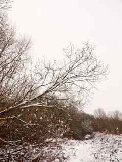 冬天国家草地景观雪覆盖树