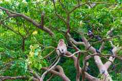 泰国猴子休息分支机构密集的树