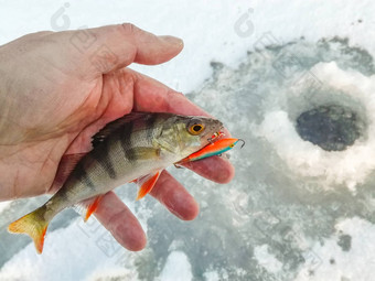 冬天钓鱼冰