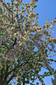 樱桃树完整的盛开的白色花