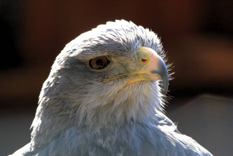 black-chestedbuzzard-eagle