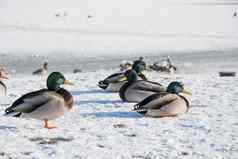 鸭雪冰野生动物鸟冬天照片