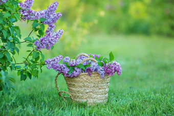 淡紫色花女人手淡紫色开花淡紫色布什布鲁姆淡紫色花花园软焦点