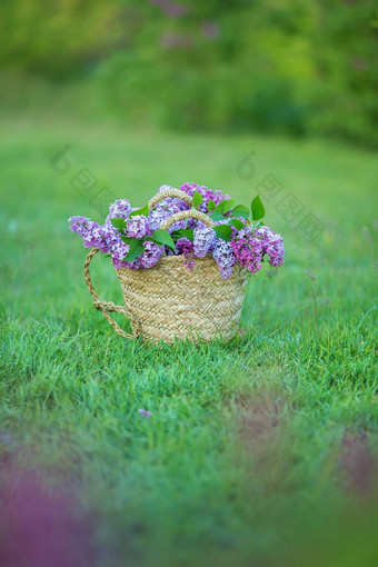 淡紫色花女人手淡紫色开花淡紫色布什布鲁姆淡紫色花花园软焦点