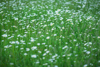 开花<strong>洋甘菊</strong>盛开的<strong>洋甘菊</strong>场<strong>洋甘菊</strong>花自然Herbal治疗