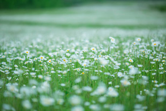 开花洋<strong>甘</strong>菊盛开的洋<strong>甘</strong>菊场洋<strong>甘菊花</strong>自然Herbal治疗