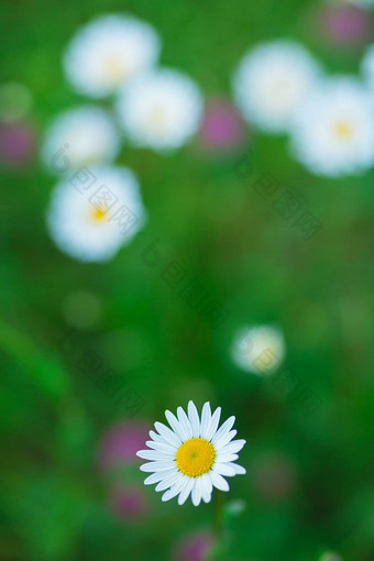 开花洋甘菊盛开的洋甘菊场洋甘菊花自然Herbal治疗