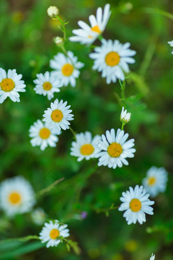 开花<strong>洋甘菊</strong>盛开的<strong>洋甘菊</strong>场<strong>洋甘菊</strong>花自然Herbal治疗