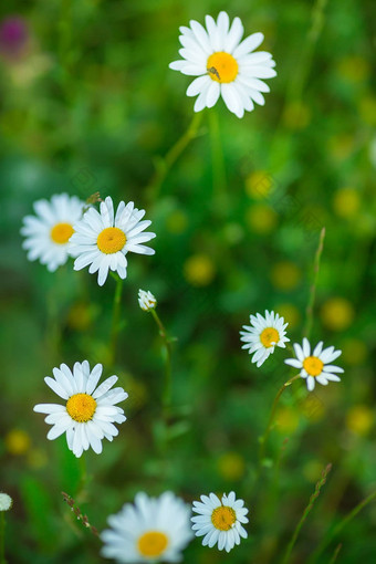 开花<strong>洋甘菊</strong>盛开的<strong>洋甘菊</strong>场<strong>洋甘菊</strong>花自然Herbal治疗