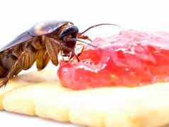 关闭蟑螂小麦面包小时蟑螂航空公司疾病
