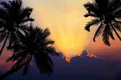热带海滩日落轮廓棕榈树