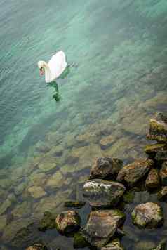 白色天鹅日内瓦湖