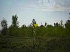 植物盛开的黄色的花边缘森林